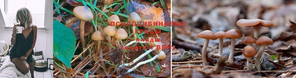 сатива Заводоуковск