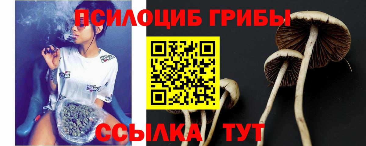 Снежинск  где можно купить   Вход с VPN  Псилоцибиновые грибы Cubensis 
